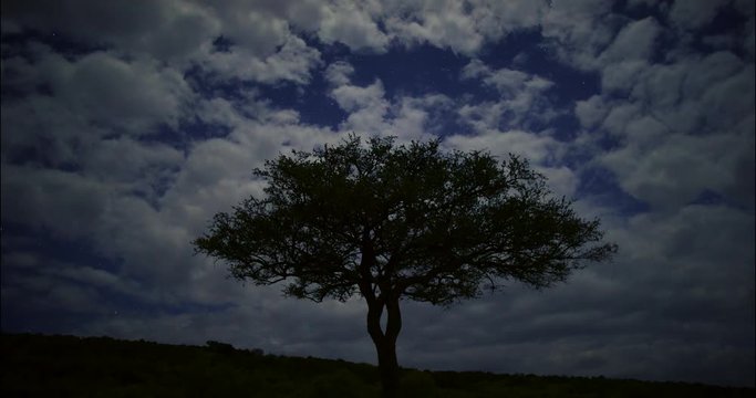 Timelapse of stars and Acacia tree on a cloudy night at Maasai Mara National Park. Kenya, Africa