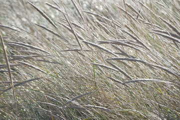 Wild grass meadow with macro view/Closeup of wild grass in meadow background 
