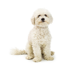 Cute White Bichon Crossbreed Dog