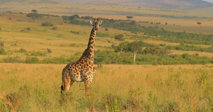 Maasai Giraffe at Maasai Mara National Reserve, Kenya, Africa