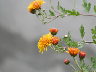 Orange Chrysanthemum in the garden. Closeup
