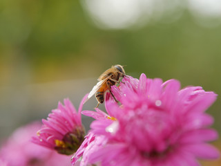 Fluffy bee like fly on pink aster flower. Closeup