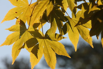 Fall Leaves