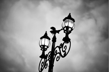 Crowe in the street