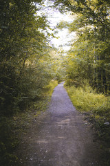 Naklejka premium The Path