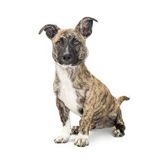 Short Mixed Breed Dog Brindle Coat