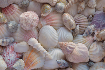 Colorful sea shells background