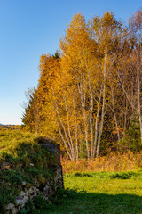 Naklejka premium Golden Birches
