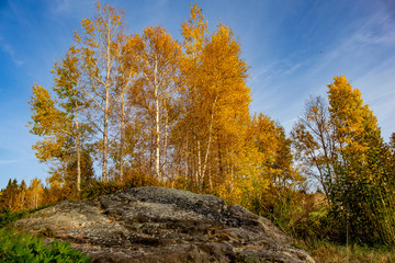 Fototapeta premium Boulder and Birches