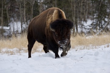Bison Charge
