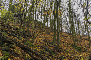 Fototapeta premium Forest in Prucelska valley over river Labe