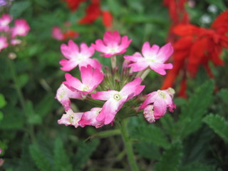 Obraz premium Pink beautiful flowers garden