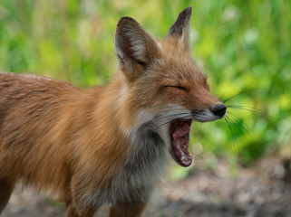 fox yawn