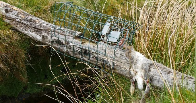 Animal wildlife trapping - Dead rabbit killed by trap