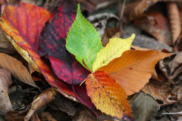 紅葉　葉っぱ　もみじ狩り
