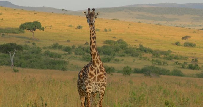 Maasai Giraffe at Maasai Mara National Reserve, Kenya, Africa