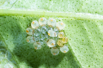 spider mites macro