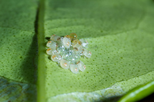 Spider Mites Macro