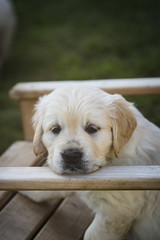 Golden Retriever Welpe