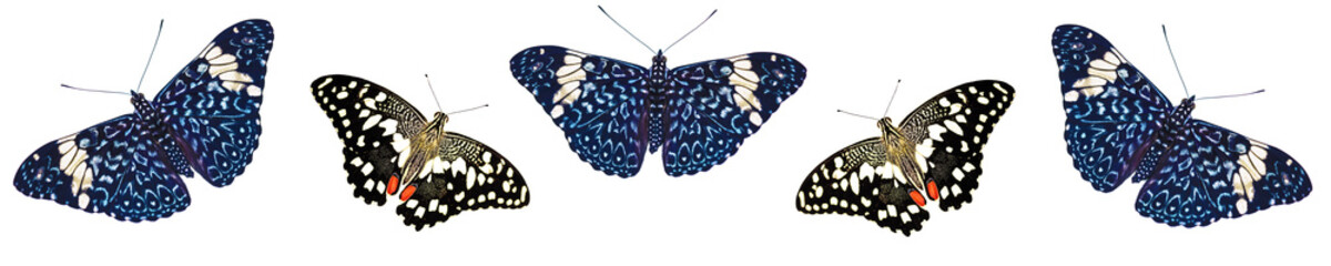 A pattern of butterflies isolated on white background. Two butterflies, lime swallowtail and red cracker, alter to fetch out the copy space in the middle