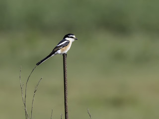 Masked Shrike