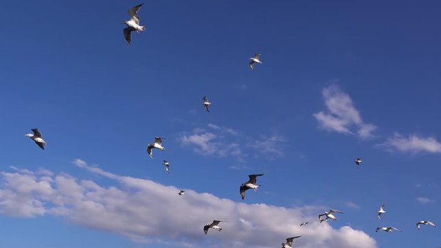 Seagulls flying behind the ferry boat, Turkey