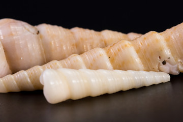 Fototapeta na wymiar white sea shells