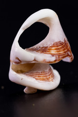 white sea shell