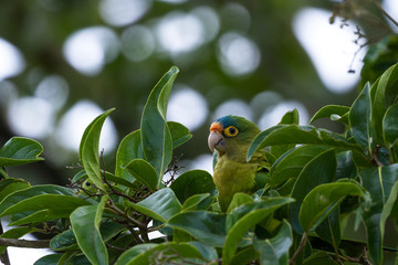 orange-fronted parakeet - Eupsittula canicularis