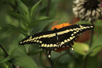 Giant Swallowtail feeding on Zinnia blossom.