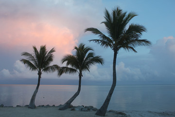 Three Palm Trees at Sunset
