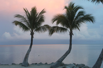 Two Palm Trees at Sunset