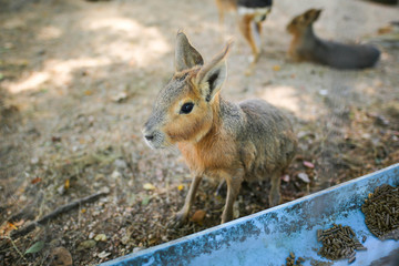 Patagonian Mara
