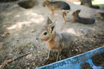 Patagonian Mara