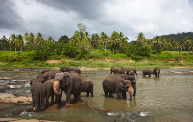 Fototapeta na wymiar Elefants pride tekingg bath in the local river water in Sri-Lanka, Pinnawela