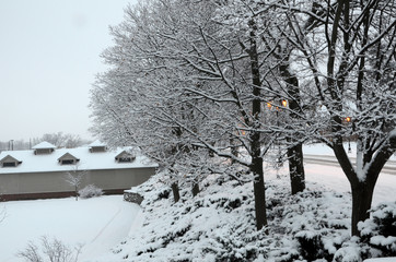 Snow laden trees overlook a small park