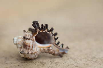 Fototapeta na wymiar Background with sea shell