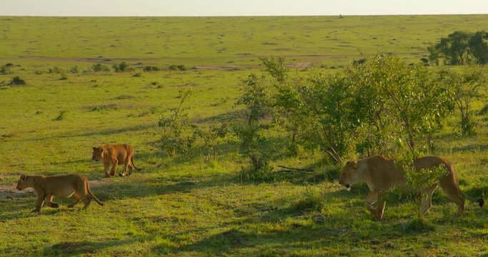 A pride of Maasai lions at Maasai Mara National Reserve, Kenya, Africa