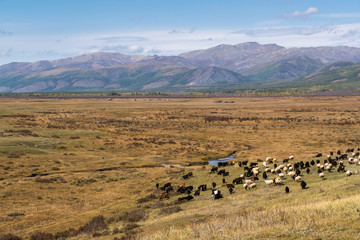 Fototapeta na wymiar Herd of sheep and goats grazing in the Mongolian steppe