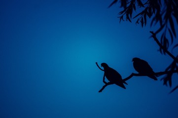 Birds sitting on a branch at night