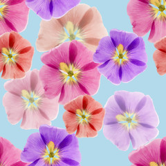 Obraz na płótnie Canvas Mallow, malva. Seamless pattern texture of flowers. Floral background, photo collage