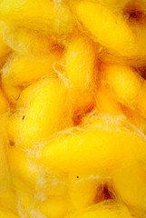 Close up of yellow silkworm cocoon