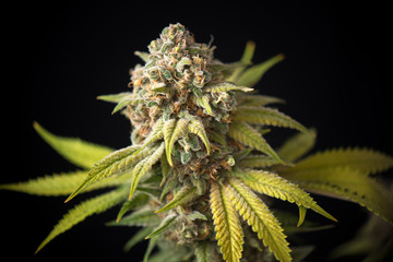 cannabis cola (Thousand Oaks marijuana strain) with visible trichomes and leaves on late flowering...