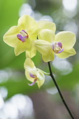 Fototapeta premium Phalaenopsis orchids flowers in bloom in adorn the beauty of nature. This flower grows in the tropics, flowers bloom long and are decorated in landscaped gardens