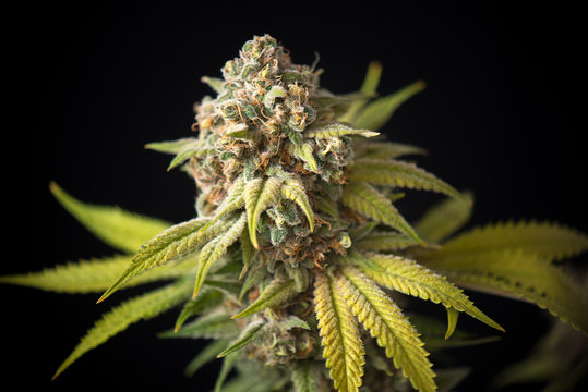 cannabis cola (Thousand Oaks marijuana strain) with visible trichomes and leaves on late flowering stage