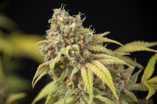 cannabis cola (Thousand Oaks marijuana strain) with visible trichomes and leaves on late flowering stage