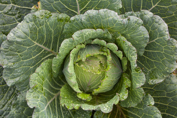 Closeup Big cabbage in the garden