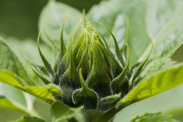 Closeup Yong Blooming Dalia flowers