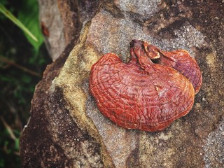 Ganoderma Lucidum - Ling Zhi Mushroom