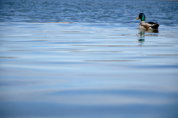 A mallard swims through the reeds along a lake